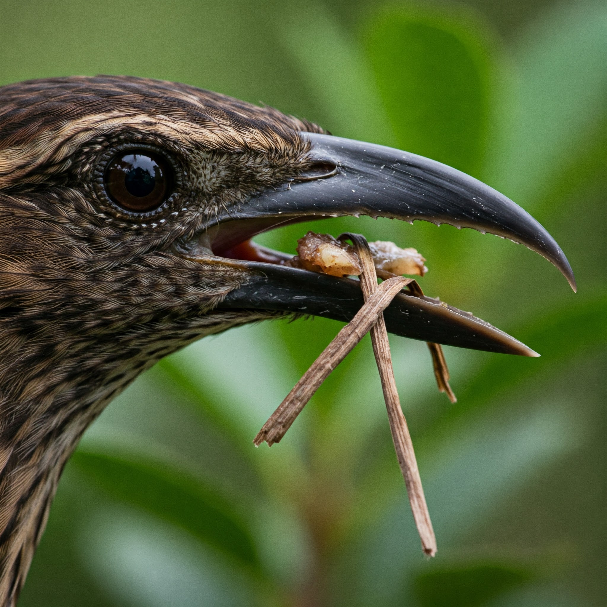 bird beak