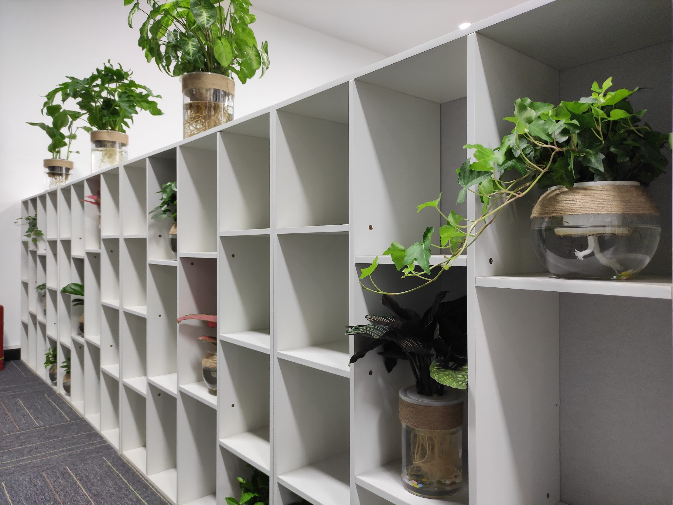 beautiful potted plants